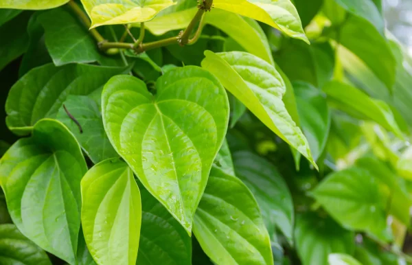 Betel leaf