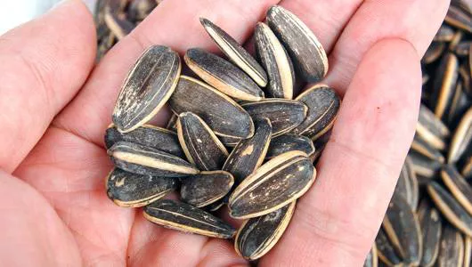 Sunflower seed